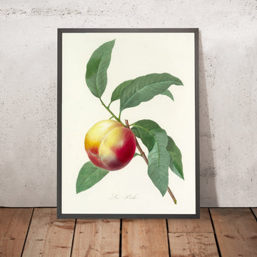 A framed image of Peach (Plate 64) by Pierre Joseph Redouté, 1827