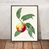 Peach (Plate 64) by Pierre Joseph Redouté, 1827