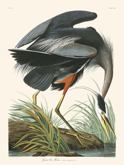 Great Blue Heron by John James Audubon, 1827