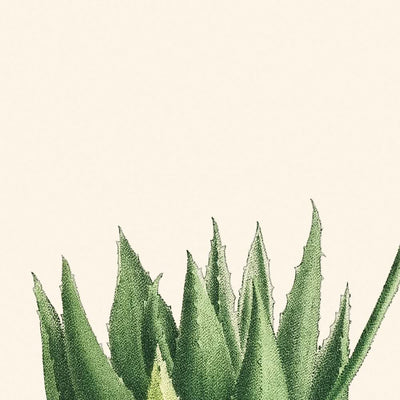 Mitre Aloe by Pierre-Joseph Redouté, 1802