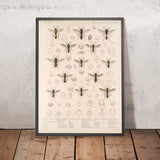 Bees (Hymenoptera, Plate 27) by Frederick DuCane Godman, 1879