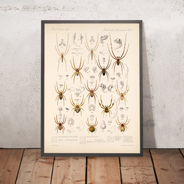 A framed image of 