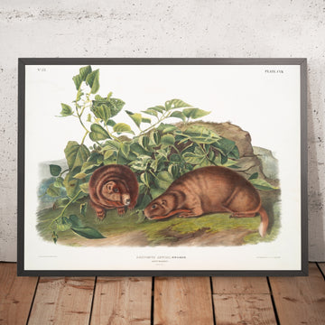 A framed image of 