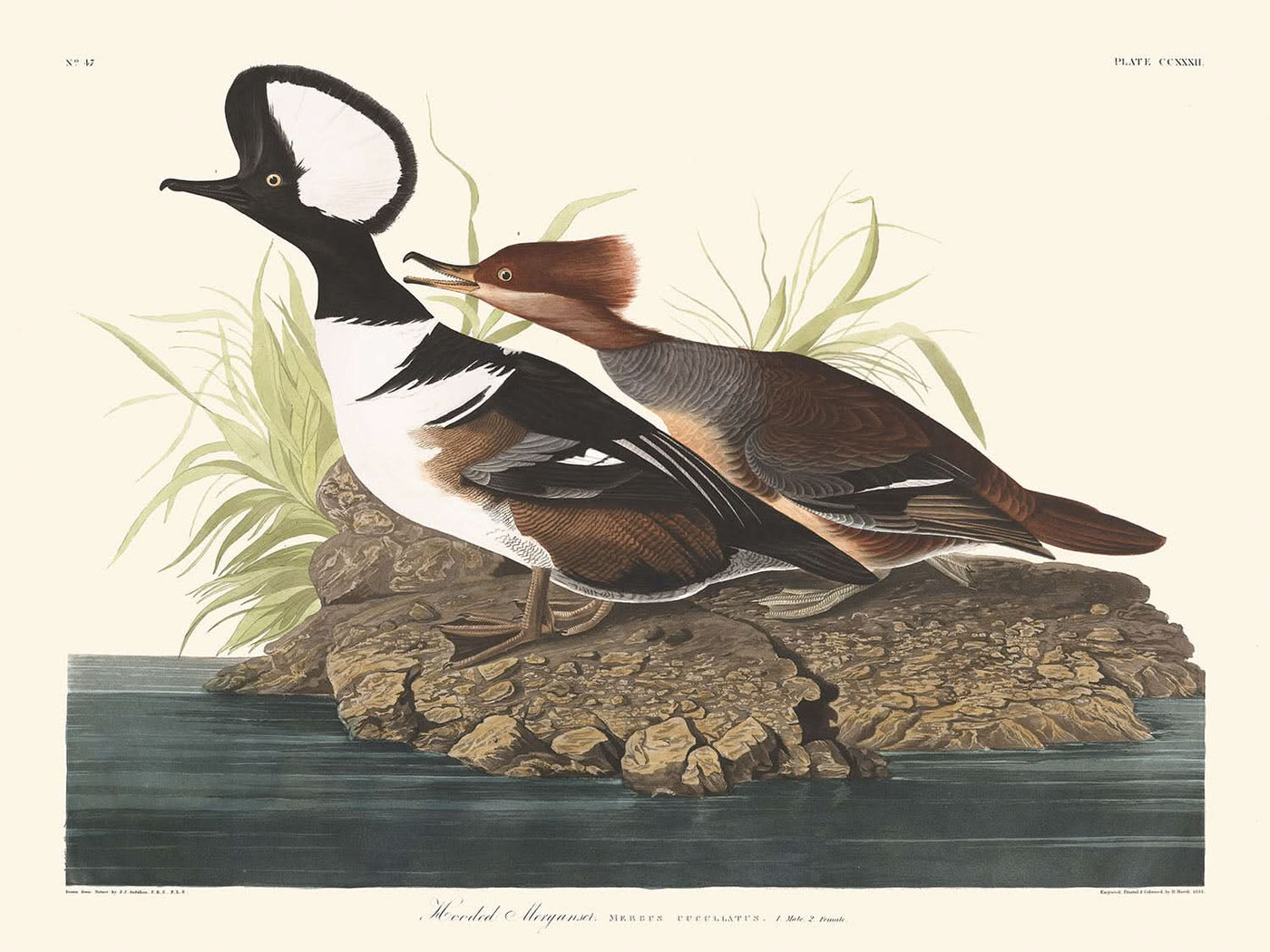 Kapuzensäger von John James Audubon 1827