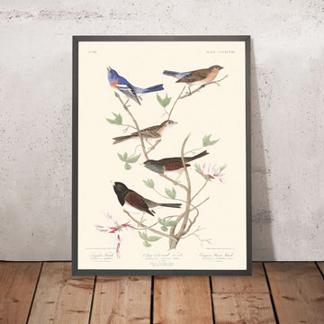 Lazuli Finch, Finch color terra, Oregon Snow Finch di John James Audubon, 1827 