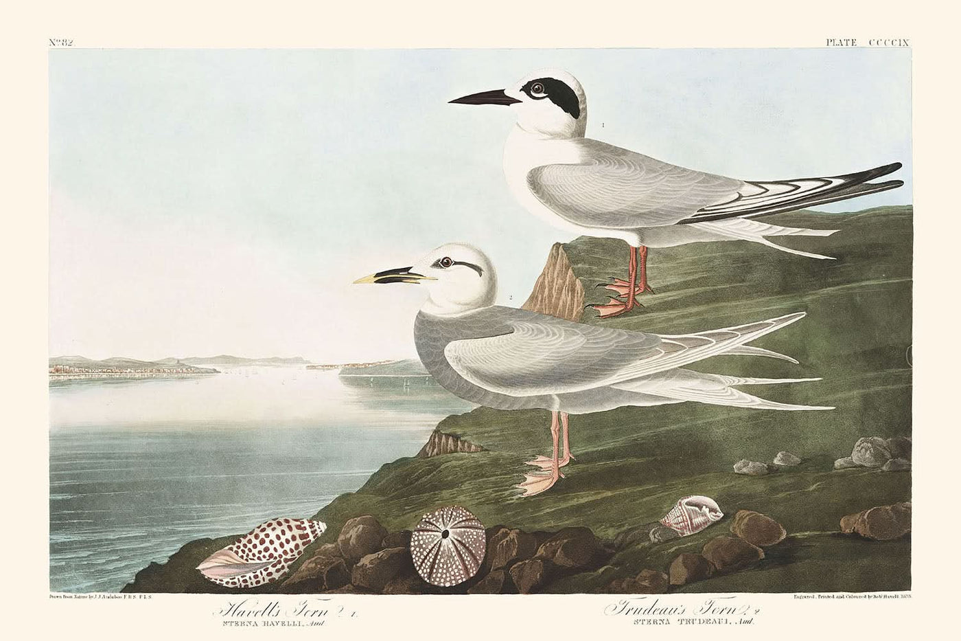 Havellseeschwalbe und Trudeaus Seeschwalbe von John James Audubon, 1827