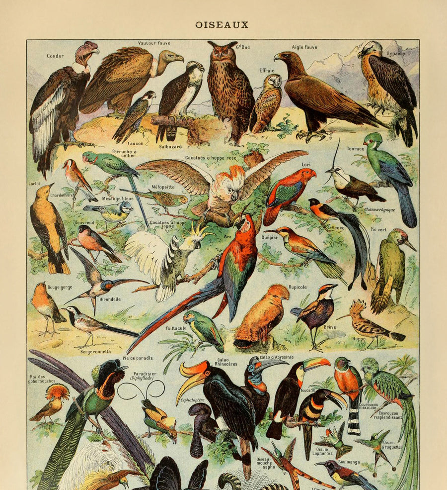 Uccelli (2) di Adolphe Millot 1890 - Pappagalli, Falchi, Uccelli Tropicali 