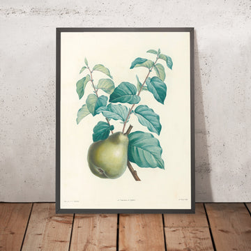 A framed image of Common Pear (Pyrus communis, Plate 41) by Pierre Joseph Redouté, 1805