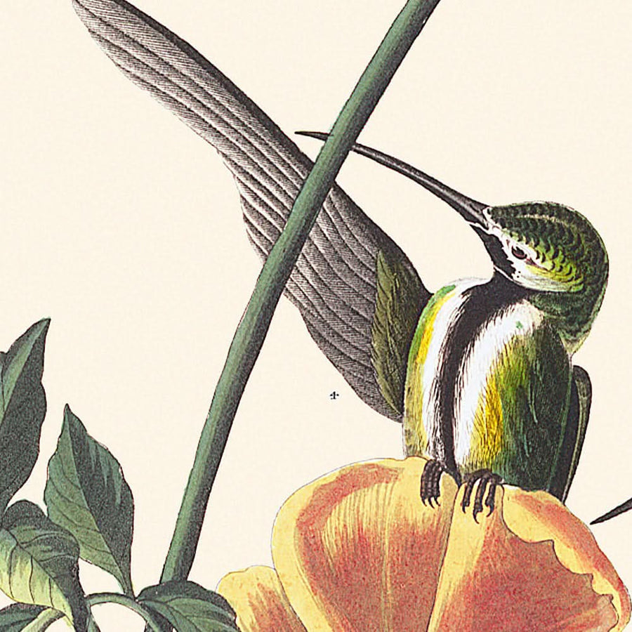 Colibrì Mango di John James Audubon, 1827 