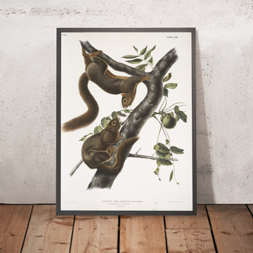 A framed image of 