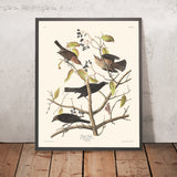 Rusty Grakle von John James Audubon 1827 
