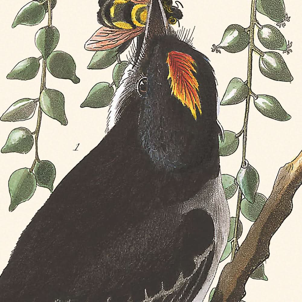 Tyrannfliegenfänger von John James Audubon, 1827 