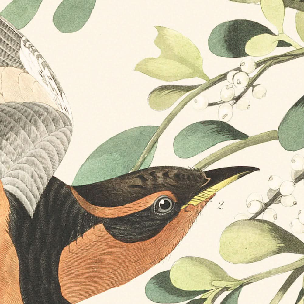 Bergspottdrossel und Buntdrossel von John James Audubon, 1827