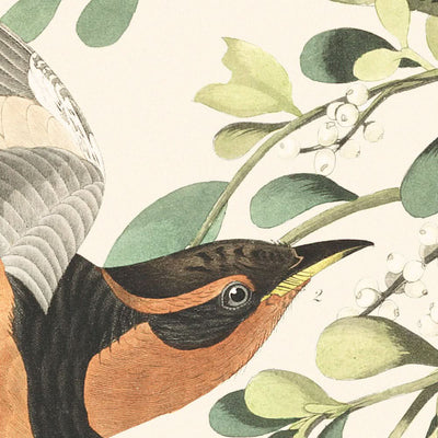 Moqueur des montagnes et grive à collier par John James Audubon, 1827