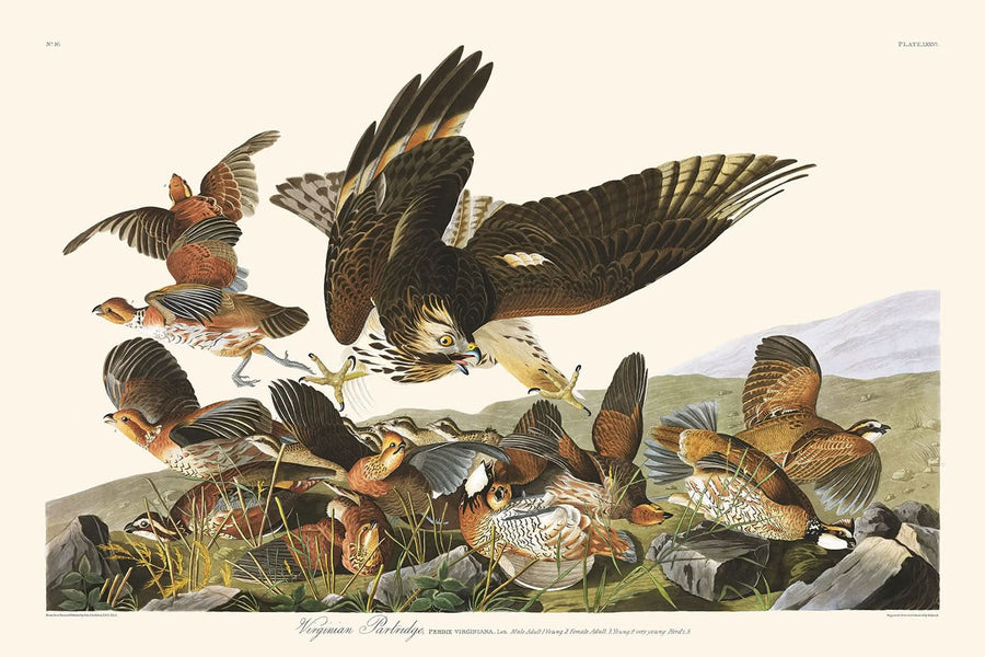 Pernice della Virginia di John James Audubon, 1827 