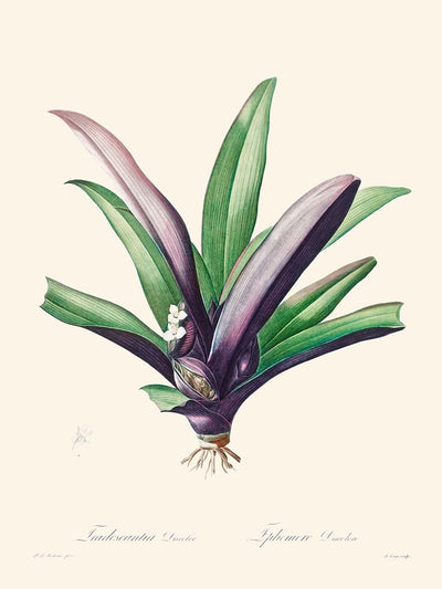 Tradescantia Discolor par Pierre-Joseph Redouté, 1802