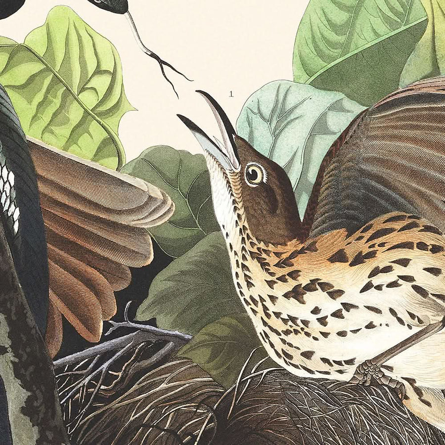 Tordo ferruginoso di John James Audubon, 1827 