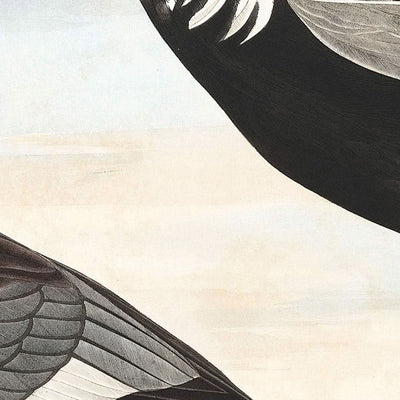 Elsterente von John James Audubon, 1827