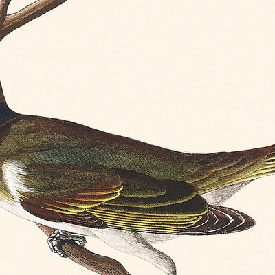 Rotaugenvireo von John James Audubon 1827