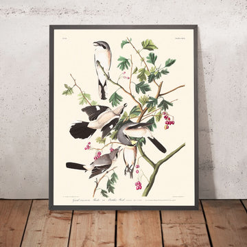 Grande Lanius cinereus o Uccello Macellaio di John James Audubon, 1827 