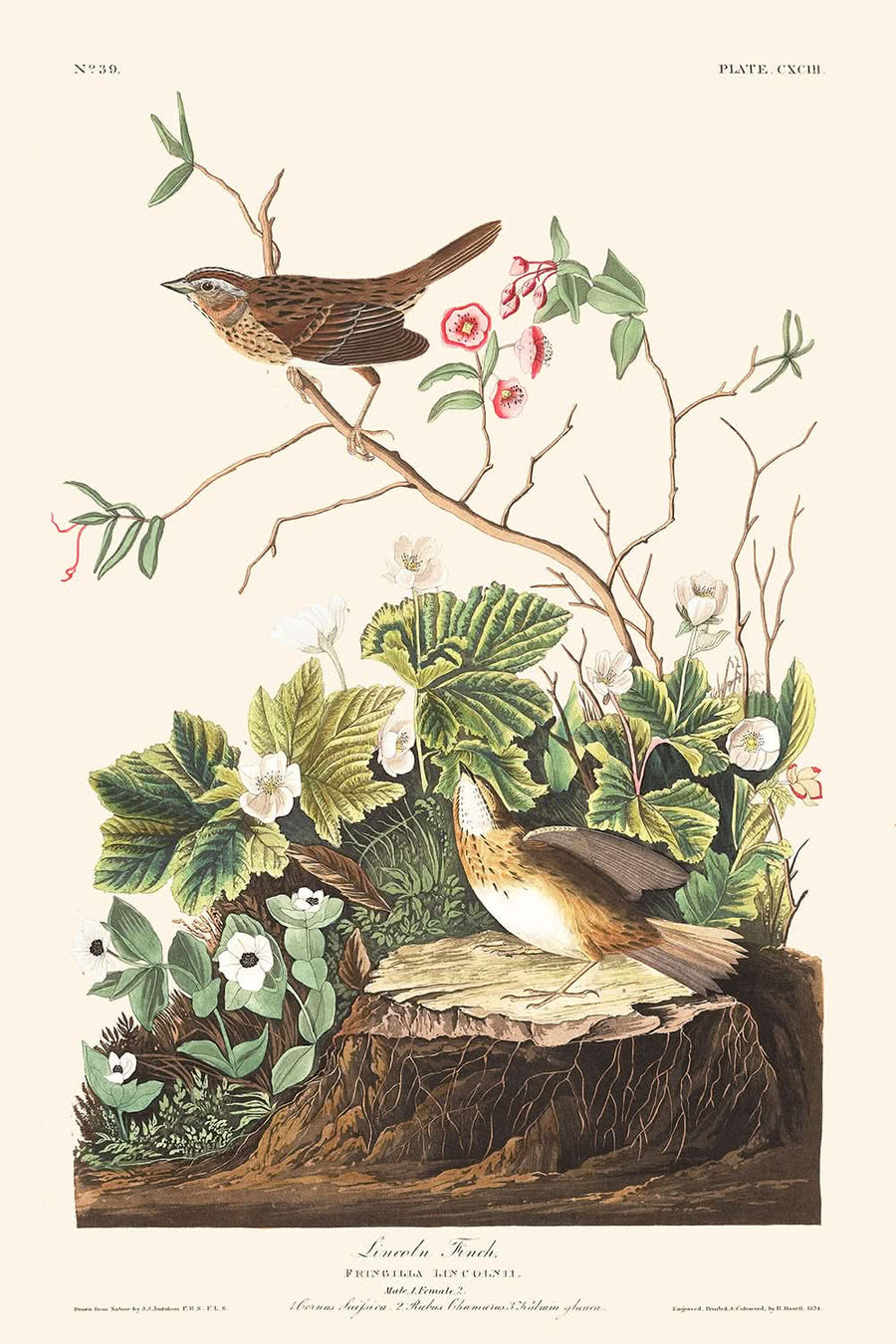 Lincoln Finch di John James Audubon, 1827 