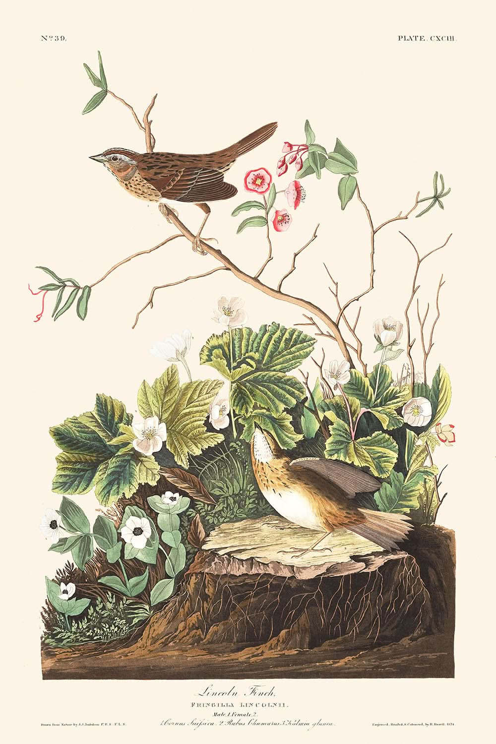 Lincoln Finch von John James Audubon, 1827