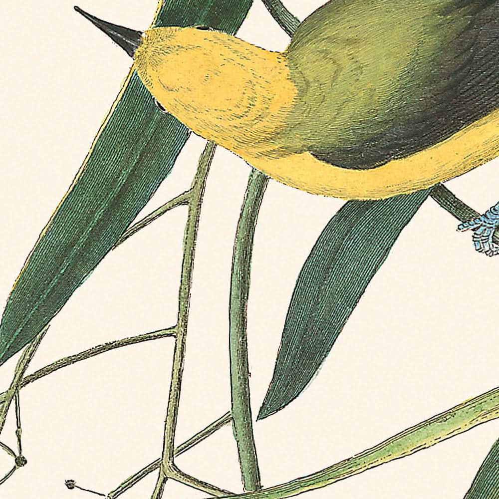 Prothonotary Warbler von John James Audubon, 1827