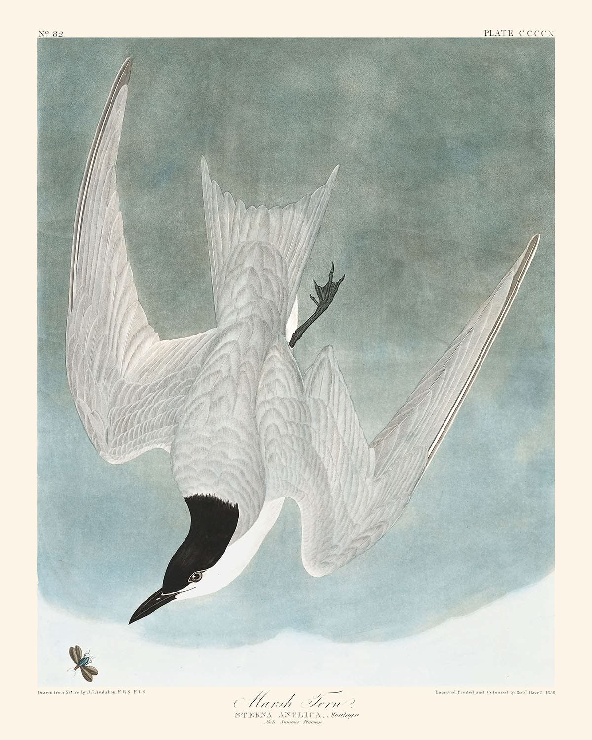 Charrán lagunero, de John James Audubon, 1827