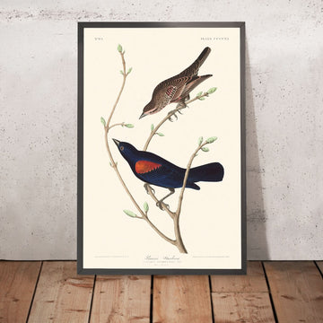 Storno della prateria di John James Audubon, 1827 