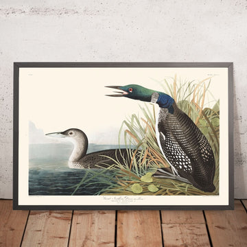 Great Northern Diver, or Loon by John James Audubon, 1827