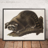 Raccoon (Procyon lotor) by John Woodhouse Audubon, 1845