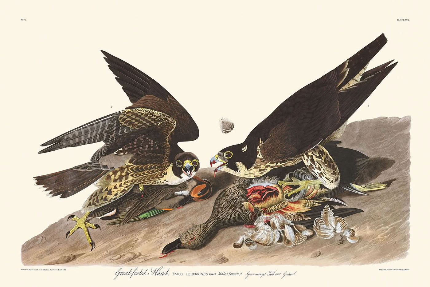 Großfüßiger Habicht von John James Audubon, 1827 