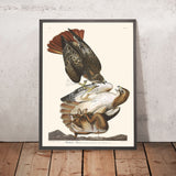 Falco dalla coda rossa di John James Audubon 1827 