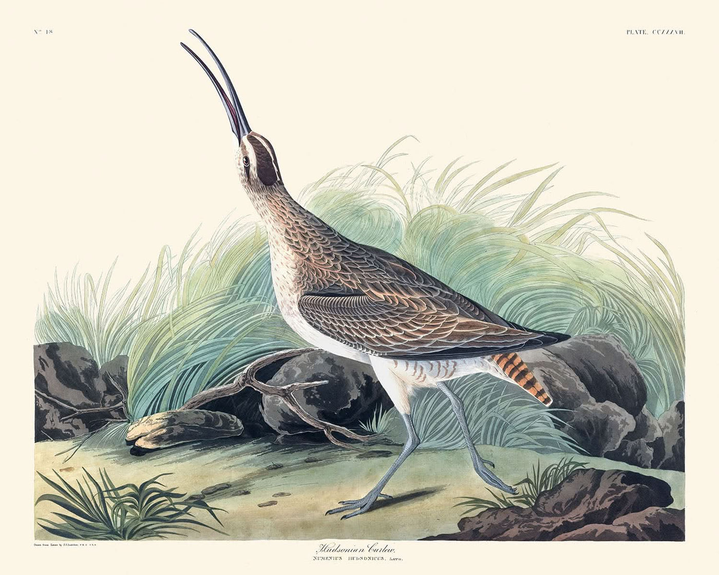 Hudsonian Curlew by John James Audubon, 1827