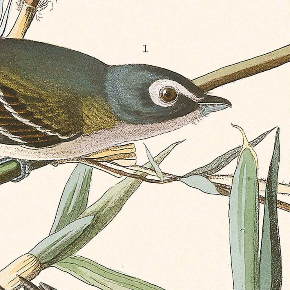 Vireo Solitarius von John James Audubon, 1827 