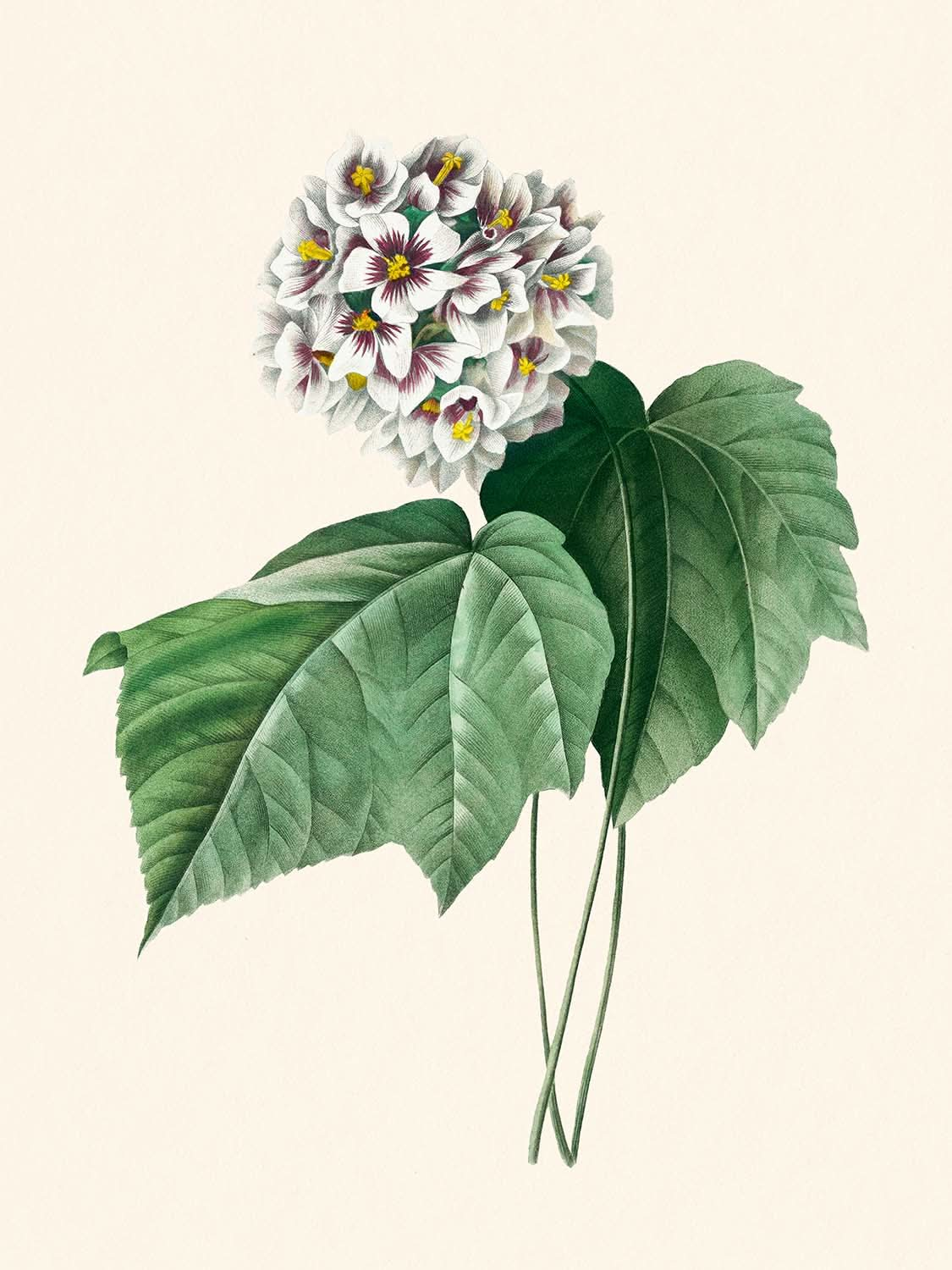 Dombeya Amelia von Pierre-Joseph Redouté, 1802