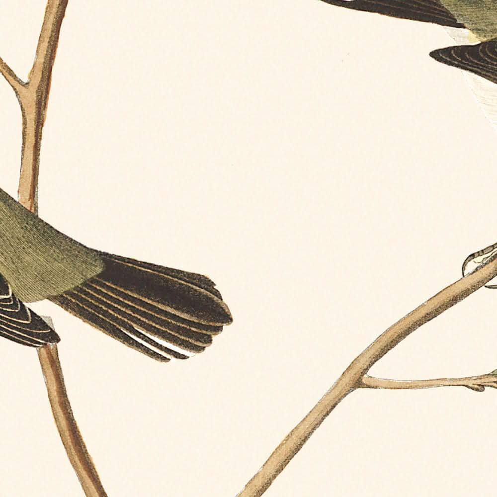 Kleiner Tyrannenschnäpper, Kleinkopfschnäpper, Blauer Bergwaldsänger, Bartramvireo, Kurzbeiniger Pewee, Rocky-Mountain-Fliegenschnäpper von John James Audubon, 1827