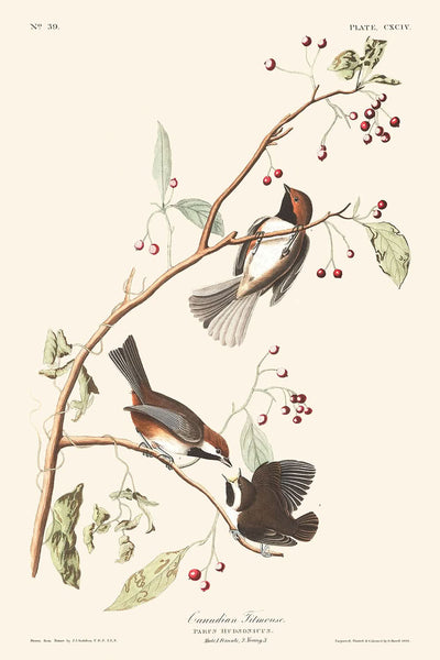 Kanadische Meise von John James Audubon, 1827