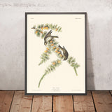 Pinzimonio di pino di John James Audubon 1827 