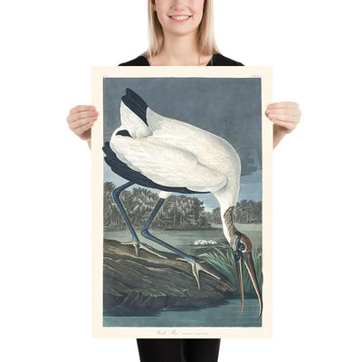 Wood Ibis by John James Audubon, 1827