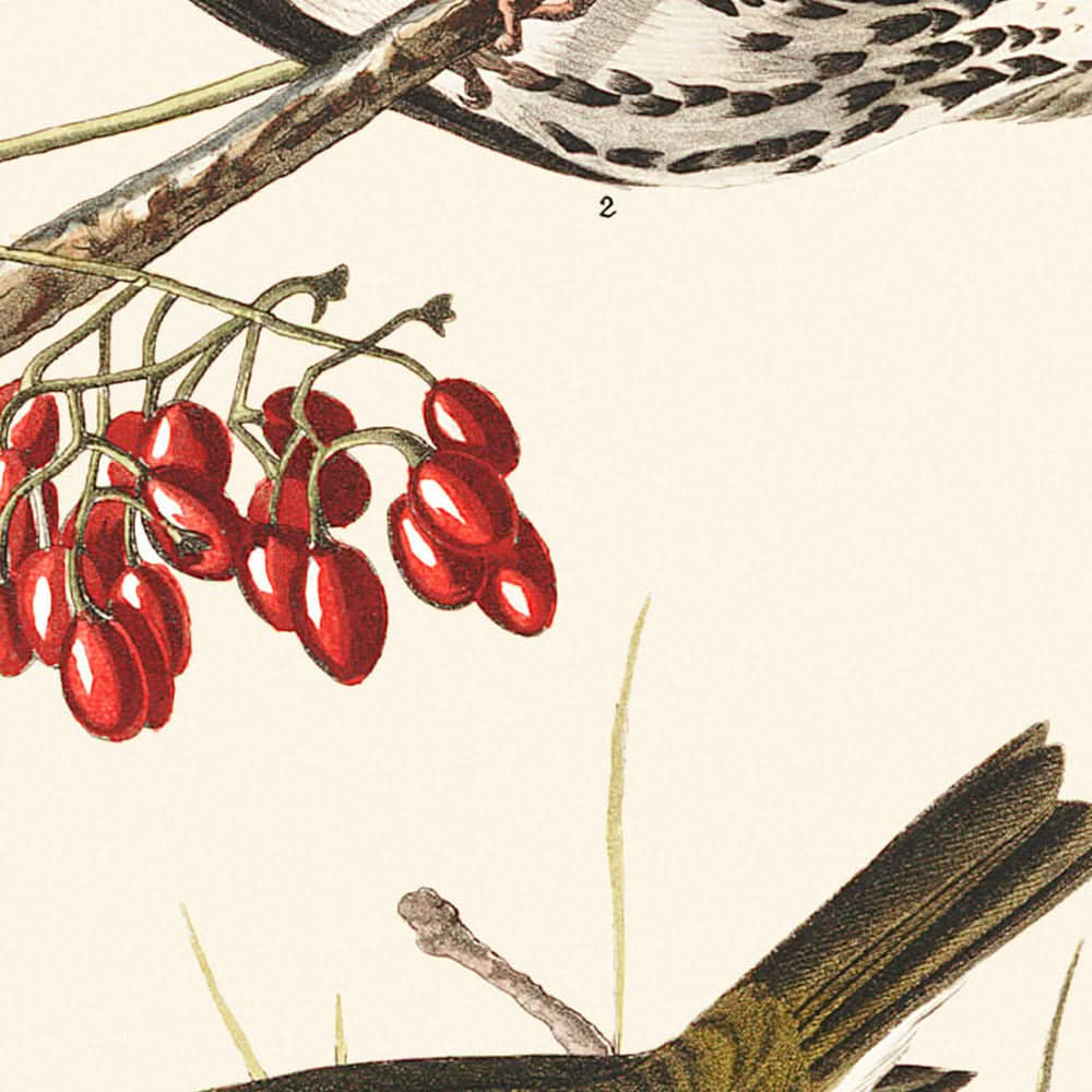 Zorzal de corona dorada, de John James Audubon, 1827