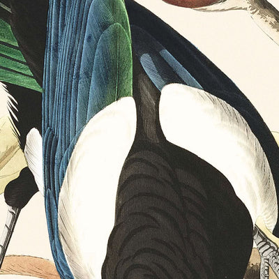 Gelbschnabelelster, Blauhäher, Ultramarinhäher, Clarks Krähe von John James Audubon, 1827