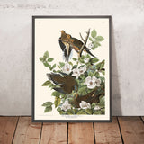 Karolina-Taube von John James Audubon, 1827 