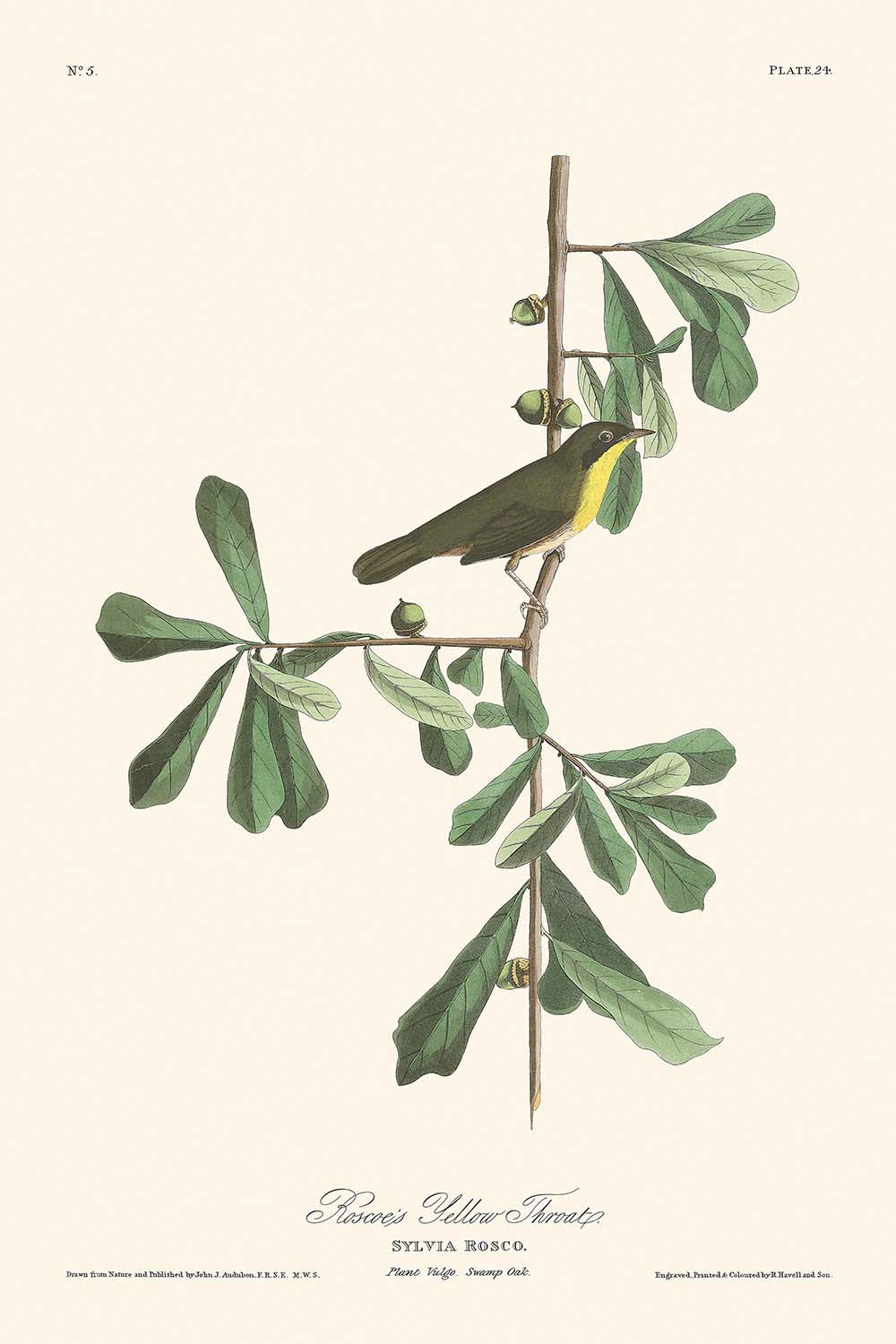 Roscoe's Yellow-throat by John James Audubon, 1827