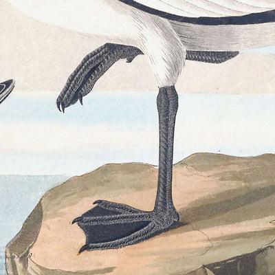 Fork-tailed Gull by John James Audubon, 1827