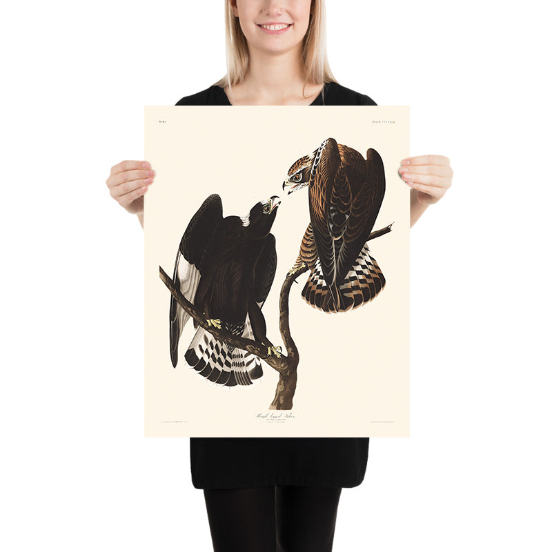 Falco dalla gamba ruvida di John James Audubon, 1827 