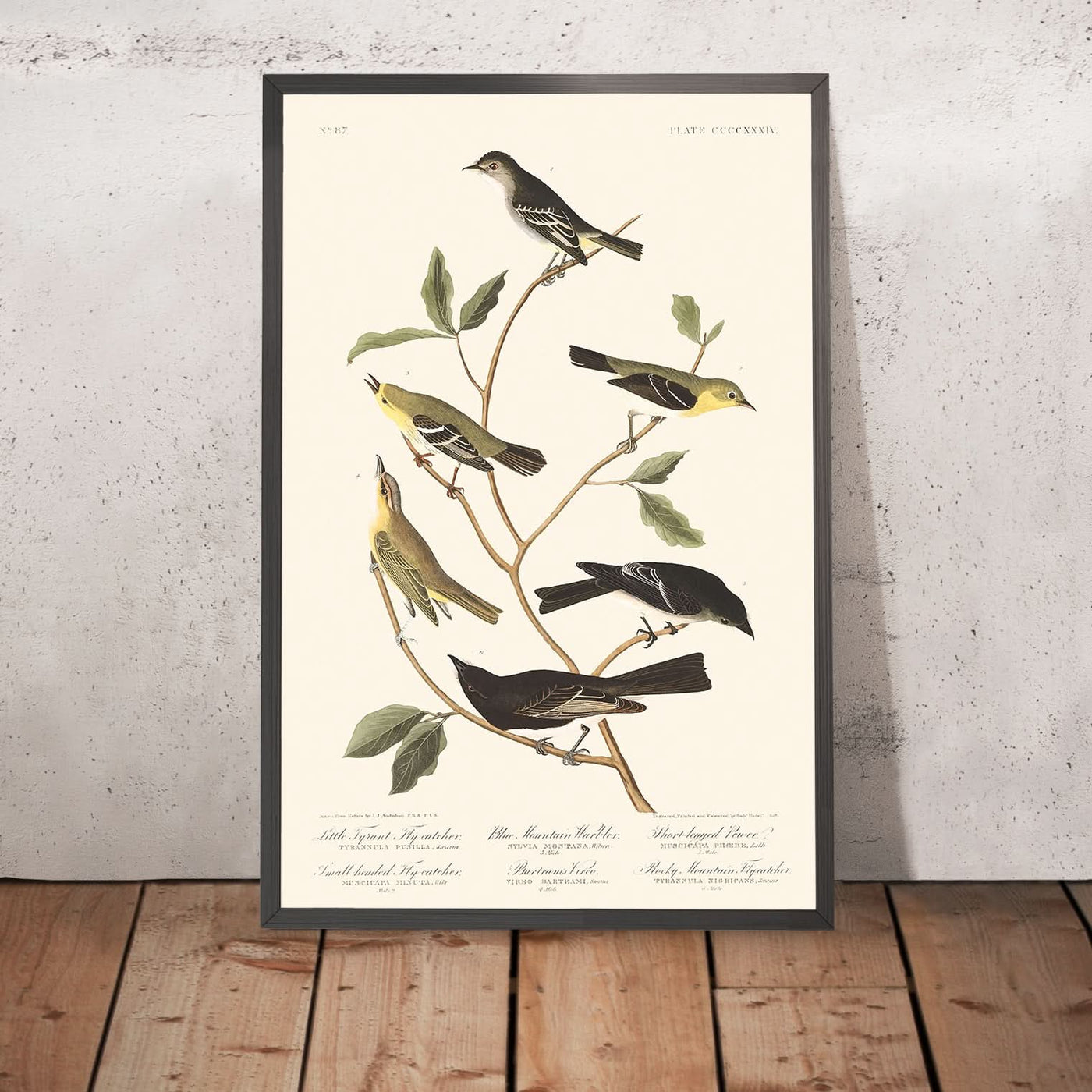 Kleiner Tyrannenschnäpper, Kleinkopfschnäpper, Blauer Bergwaldsänger, Bartramvireo, Kurzbeiniger Pewee, Rocky-Mountain-Fliegenschnäpper von John James Audubon, 1827