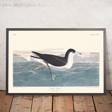 Dunkle Sturmvogel von John James Audubon, 1827 