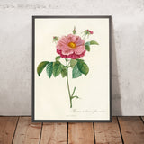 Gallic Rose (Rosa gallica flore marmoreo) by Pierre Joseph Redouté, 1817