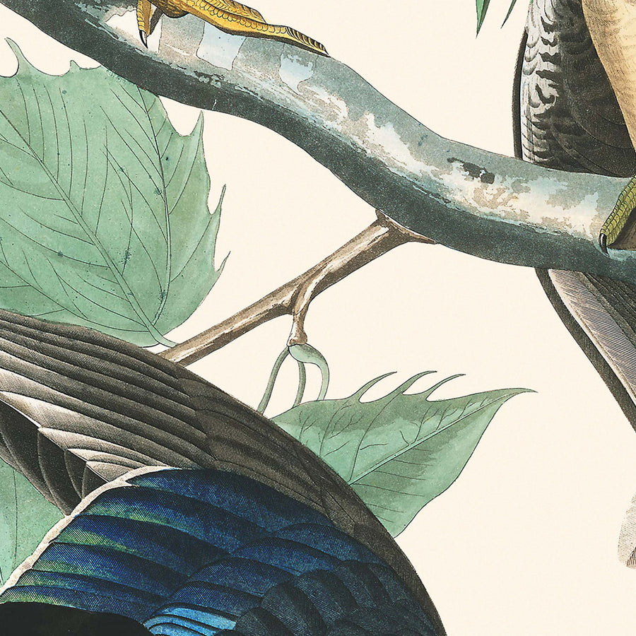 Anatra estiva o anatra di legno di John James Audubon, 1827 